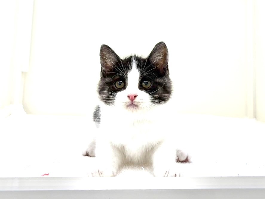 東京都のハーフ猫・ミックス猫 (かねだい本町田店/2025年8月30日生まれ/男の子/ブラックホワイト)の子猫の2枚目の画像