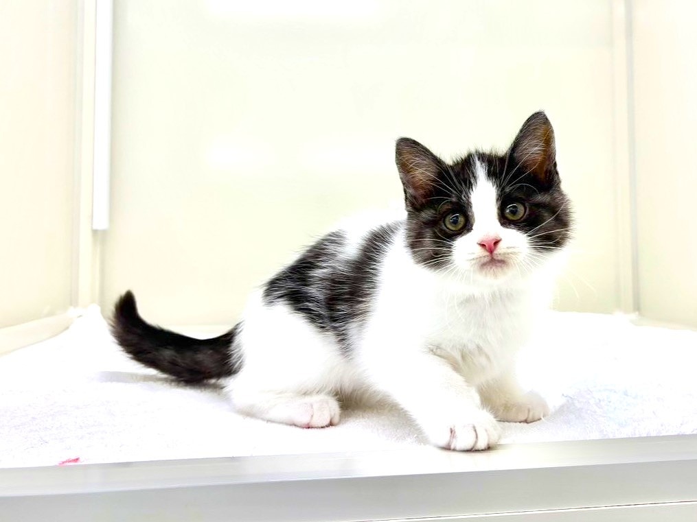 東京都のハーフ猫・ミックス猫 (かねだい本町田店/2025年8月30日生まれ/男の子/ブラックホワイト)の子猫の3枚目の画像