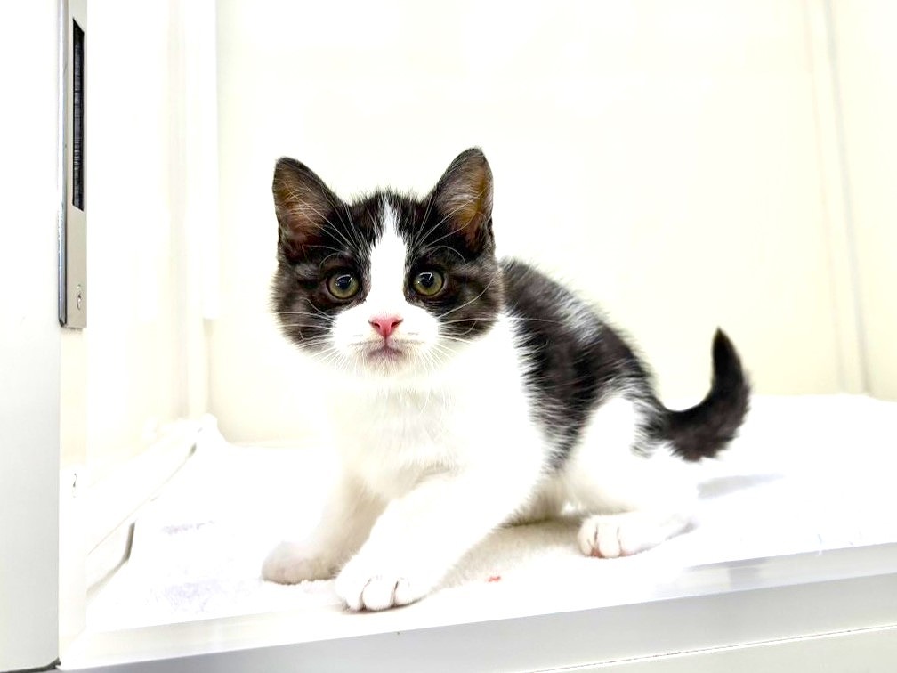 東京都のハーフ猫・ミックス猫 (かねだい本町田店/2025年8月30日生まれ/男の子/ブラックホワイト)の子猫の4枚目の画像