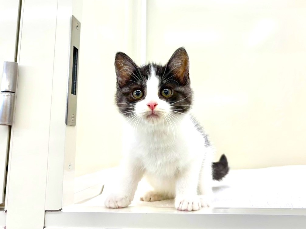 2025年8月30日生まれのハーフ猫・ミックス猫の5枚目の写真