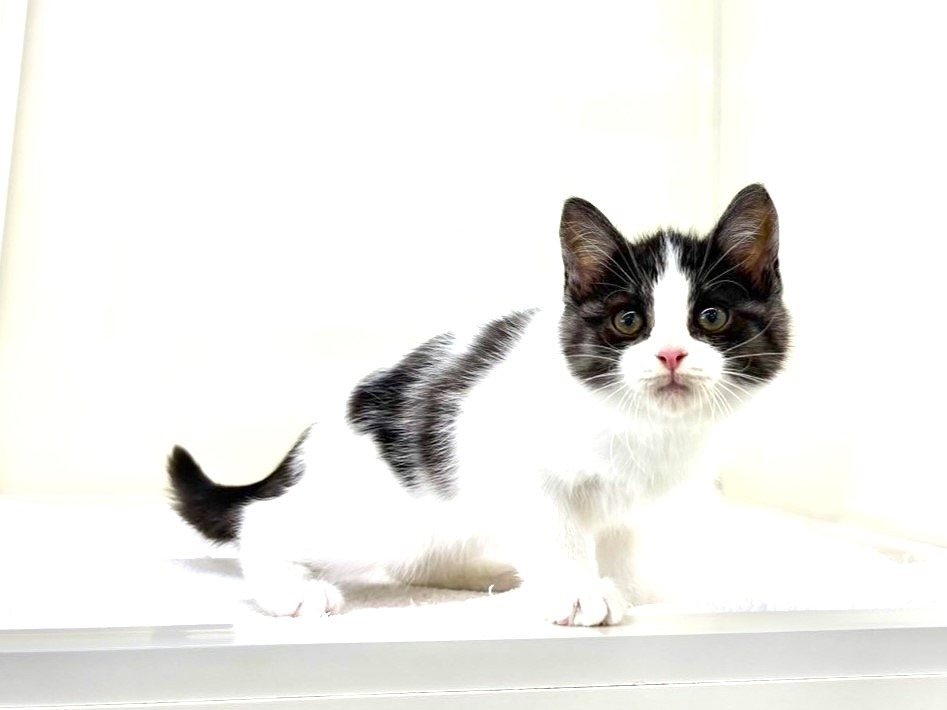 2025年8月30日生まれのハーフ猫・ミックス猫の6枚目の写真