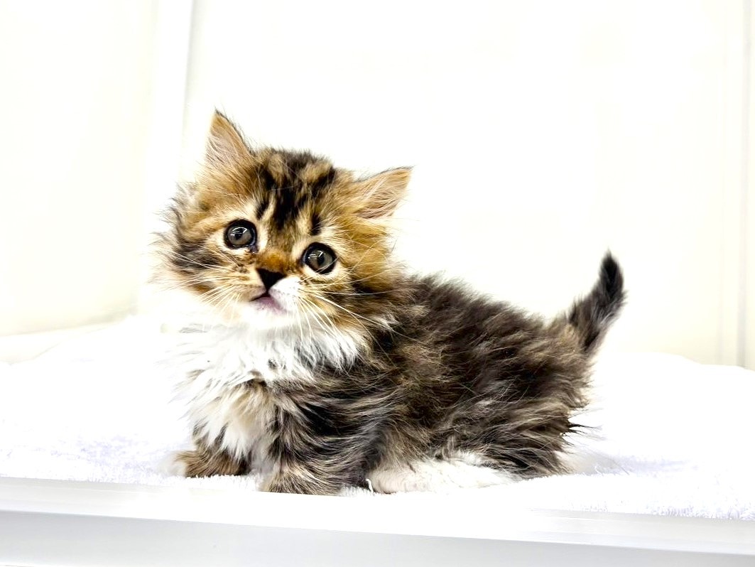 東京都のマンチカン (かねだい本町田店/2025年8月30日生まれ/女の子/ブラックタビーホワイト)の子猫の1枚目の画像