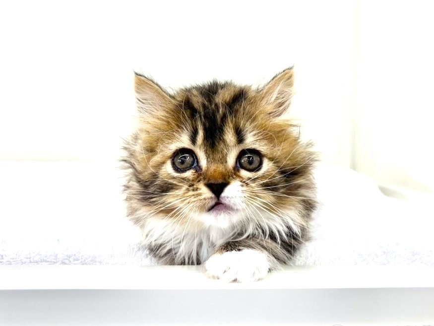 東京都のマンチカン (かねだい本町田店/2025年8月30日生まれ/女の子/ブラックタビーホワイト)の子猫の2枚目の画像