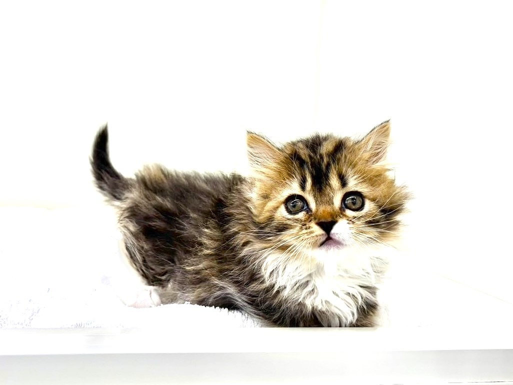 東京都のマンチカン (かねだい本町田店/2025年8月30日生まれ/女の子/ブラックタビーホワイト)の子猫の3枚目の画像