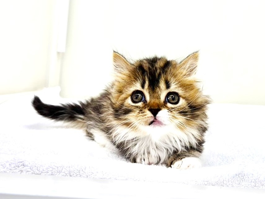 東京都のマンチカン (かねだい本町田店/2025年8月30日生まれ/女の子/ブラックタビーホワイト)の子猫の4枚目の画像