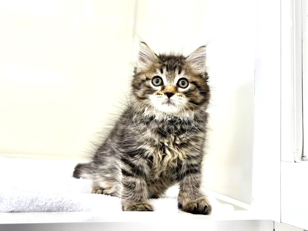 東京都のサイベリアン (かねだい本町田店/2025年8月25日生まれ/男の子/ブラウンタビー)の子猫の1枚目の画像