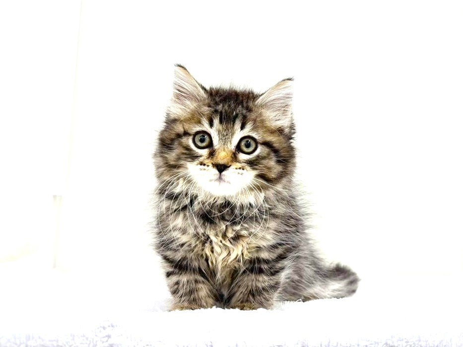 東京都のサイベリアン (かねだい本町田店/2025年8月25日生まれ/男の子/ブラウンタビー)の子猫の2枚目の画像