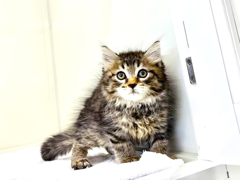 東京都のサイベリアン (かねだい本町田店/2025年8月25日生まれ/男の子/ブラウンタビー)の子猫の3枚目の画像