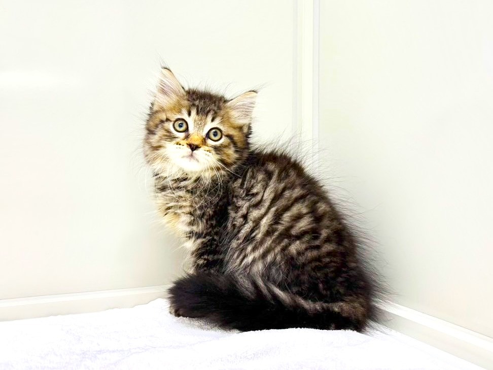 東京都のサイベリアン (かねだい本町田店/2025年8月25日生まれ/男の子/ブラウンタビー)の子猫の4枚目の画像