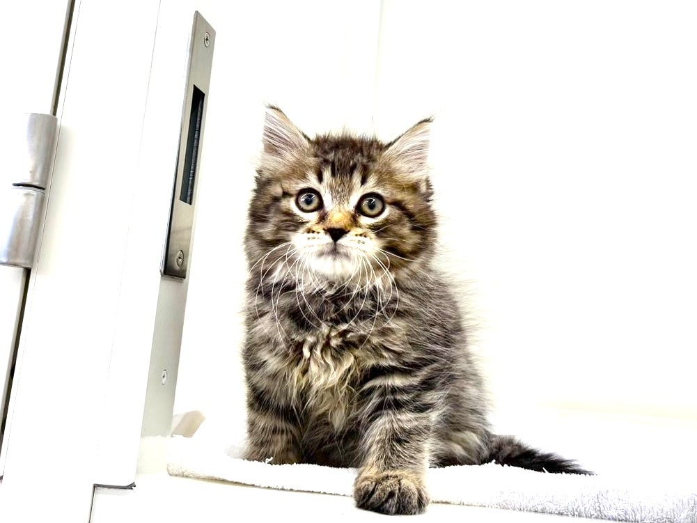 2025年8月25日生まれのサイベリアンの5枚目の写真