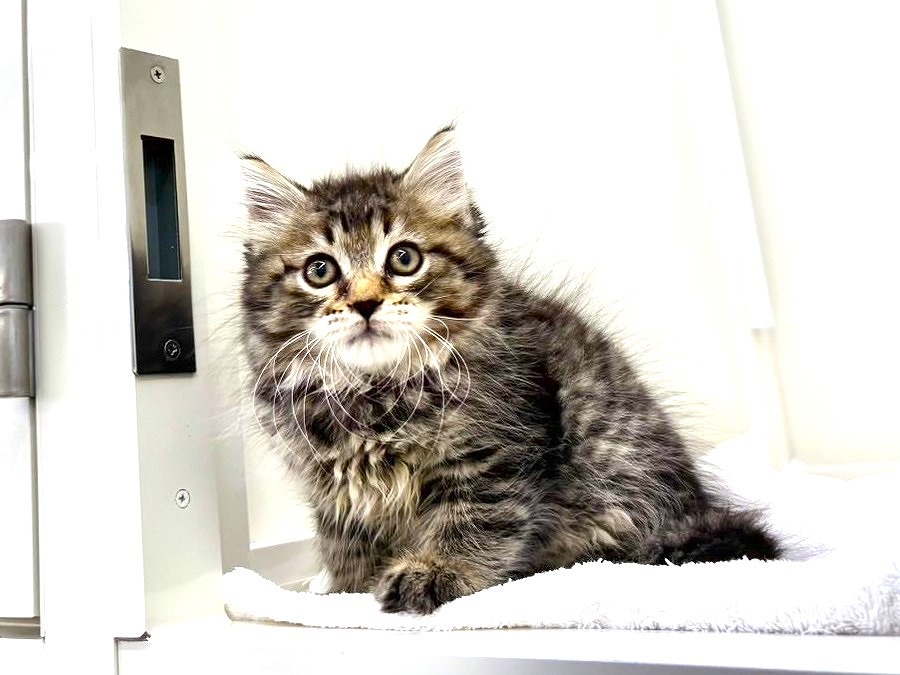 2025年8月25日生まれのサイベリアンの6枚目の写真