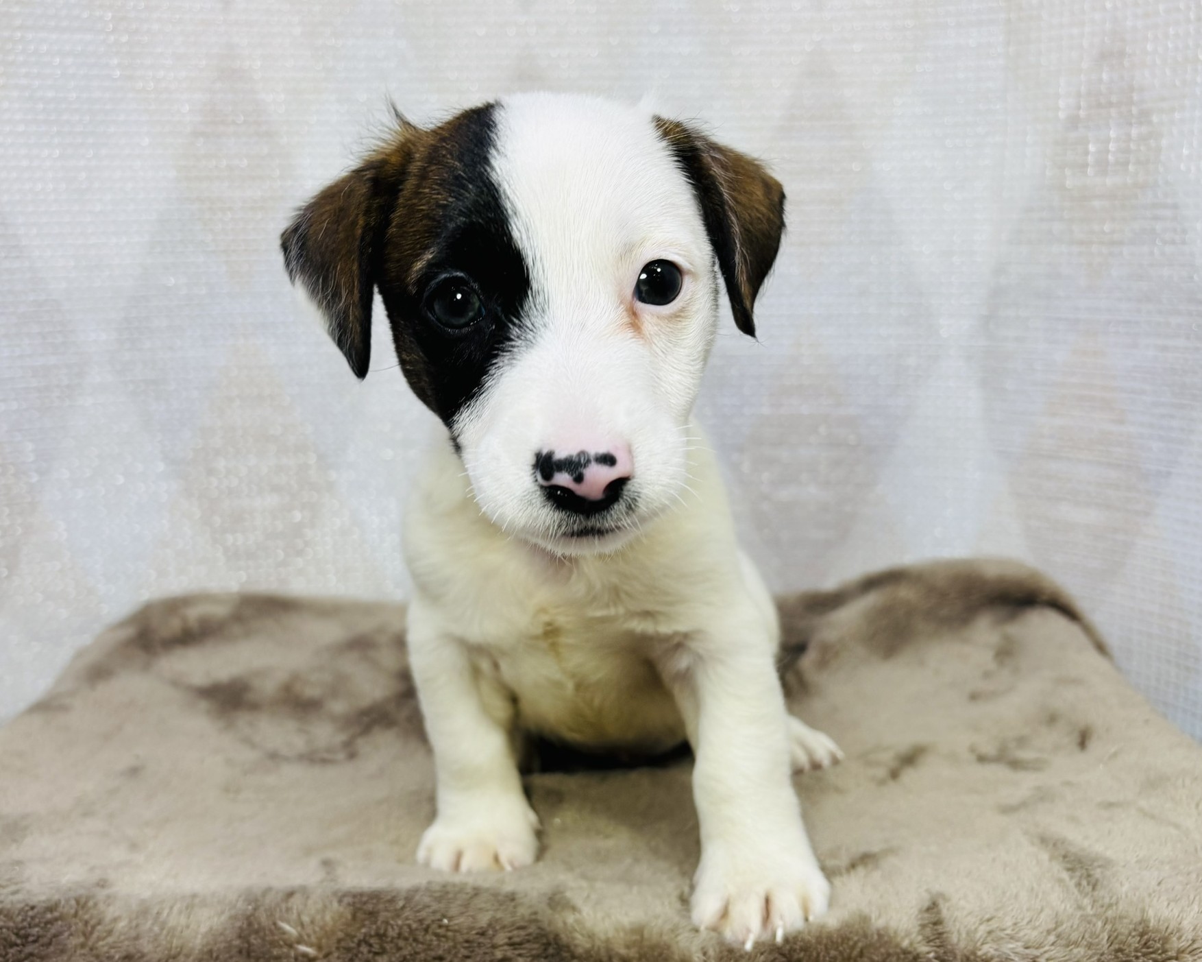 茨城県のジャックラッセルテリア (かねだいペットトライアル利根川/2025年8月29日生まれ/男の子/ホワイトタン)の子犬の1枚目の画像