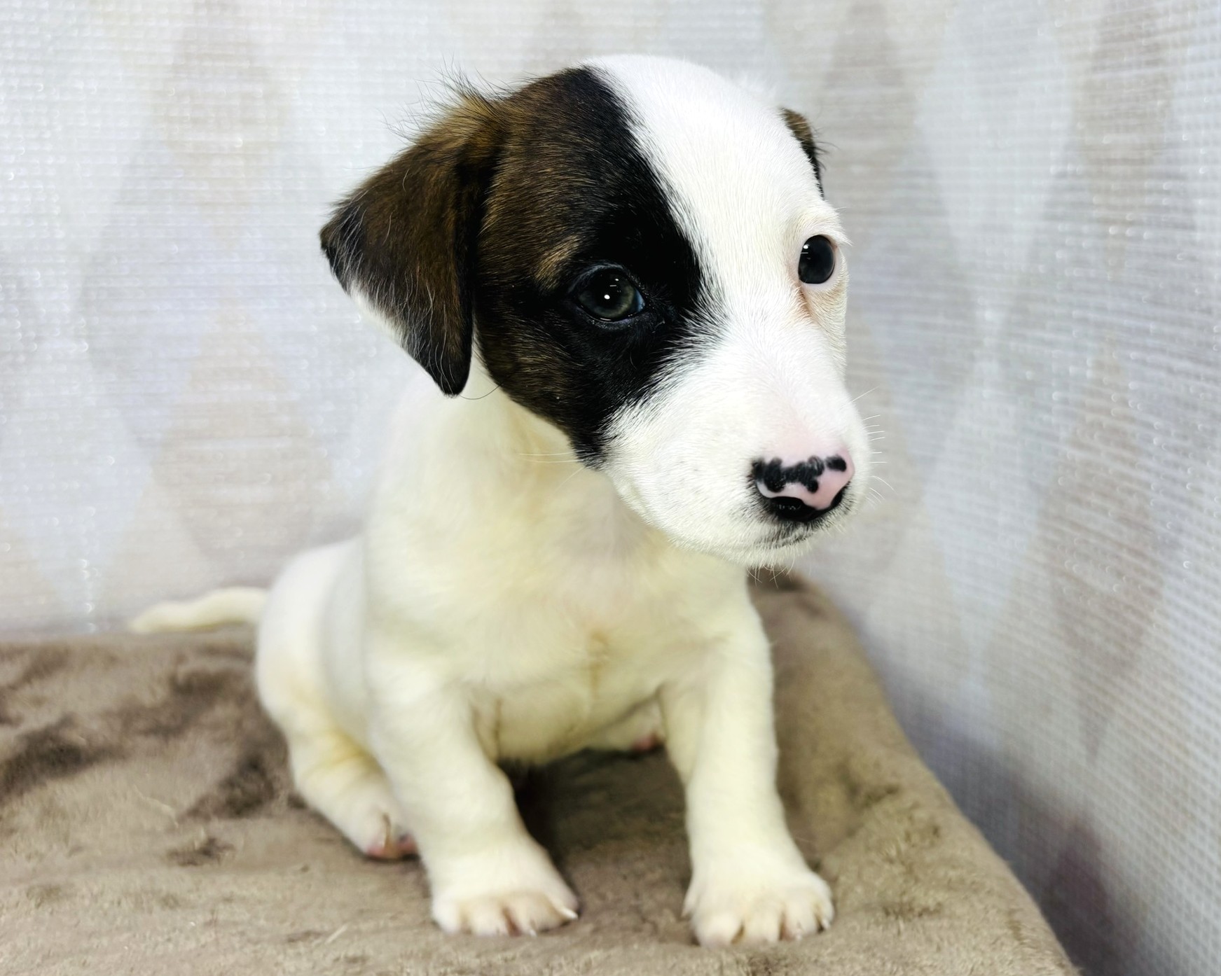 茨城県のジャックラッセルテリア (かねだいペットトライアル利根川/2025年8月29日生まれ/男の子/ホワイトタン)の子犬の2枚目の画像