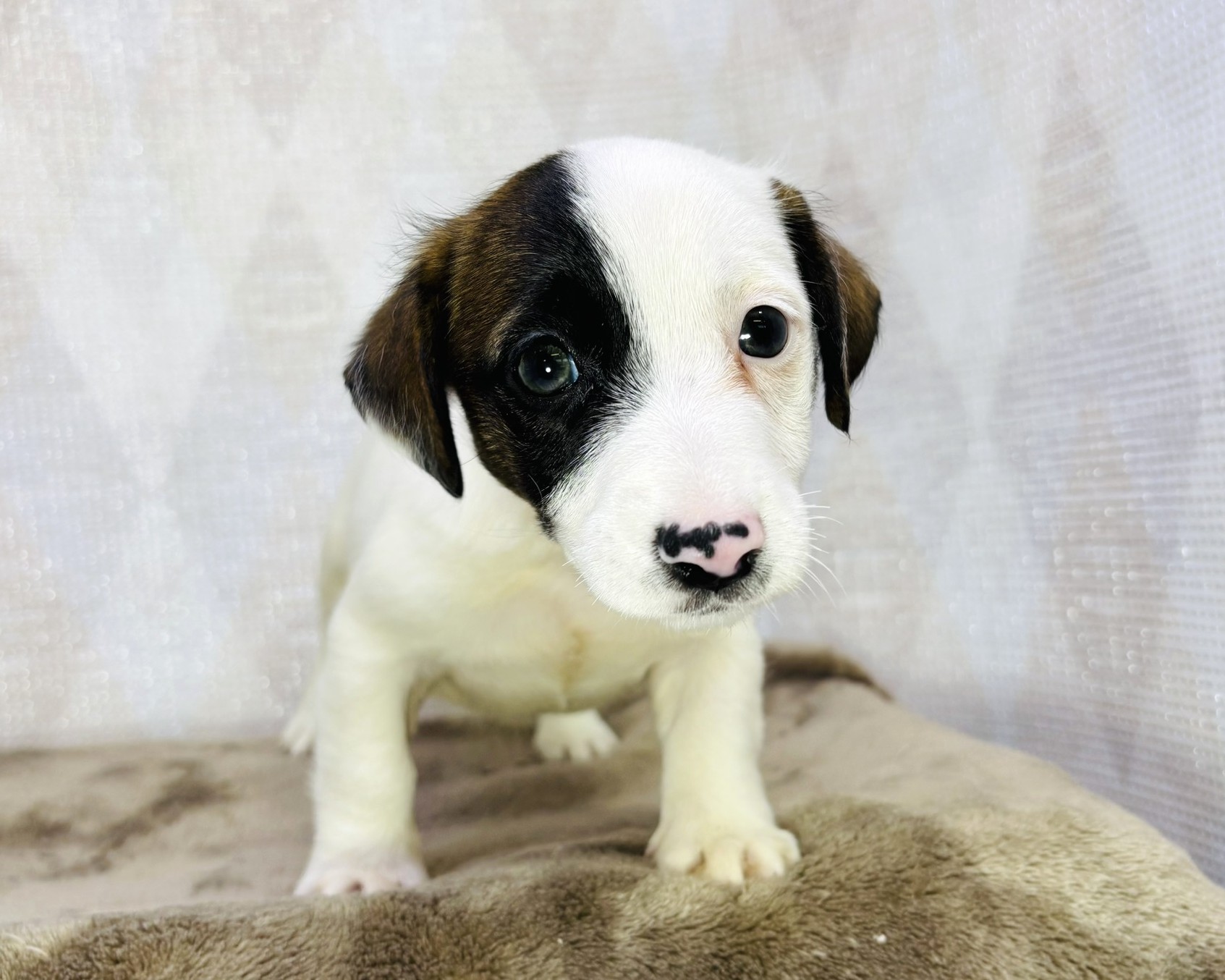 茨城県のジャックラッセルテリア (かねだいペットトライアル利根川/2025年8月29日生まれ/男の子/ホワイトタン)の子犬の3枚目の画像