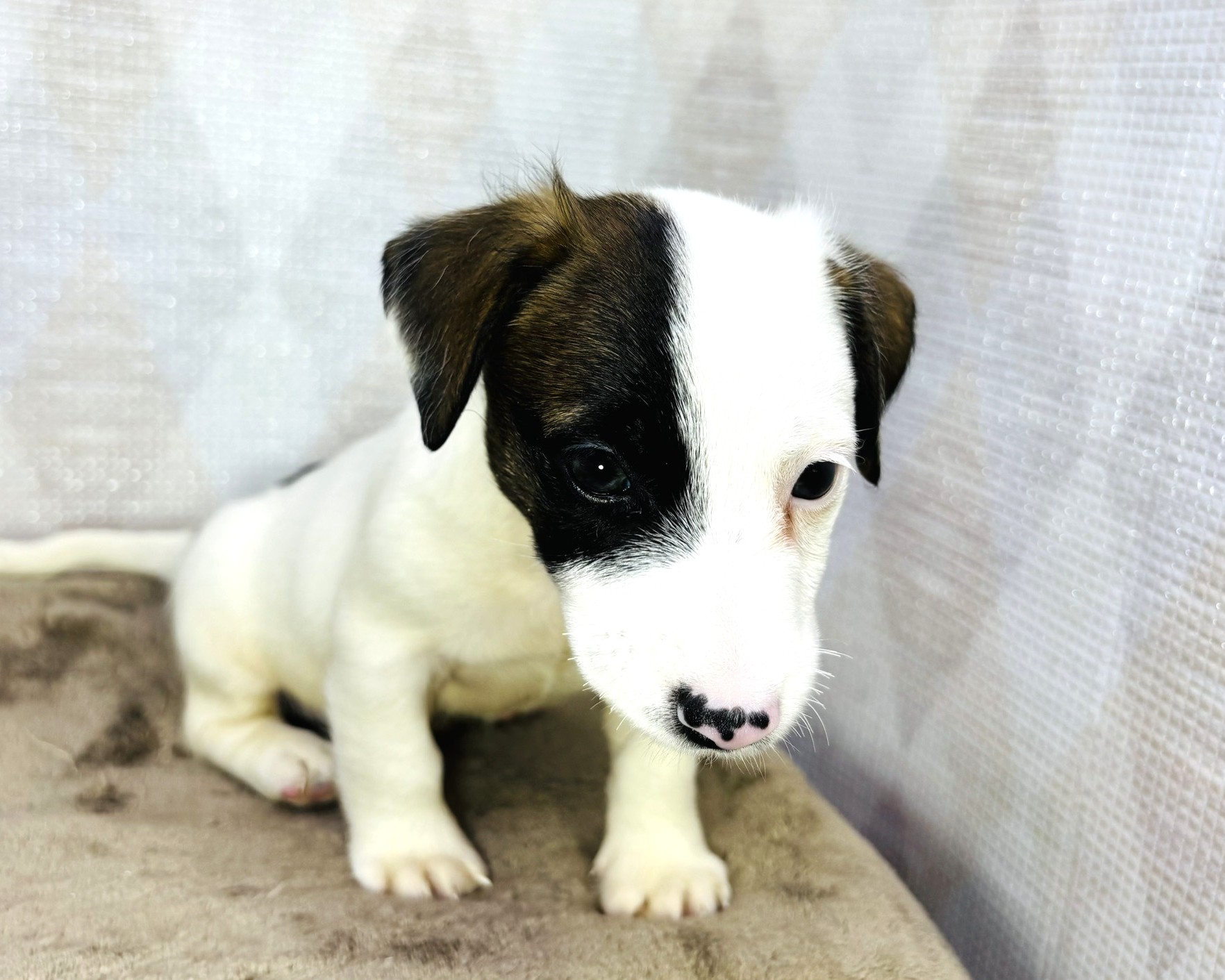 茨城県のジャックラッセルテリア (かねだいペットトライアル利根川/2025年8月29日生まれ/男の子/ホワイトタン)の子犬の4枚目の画像