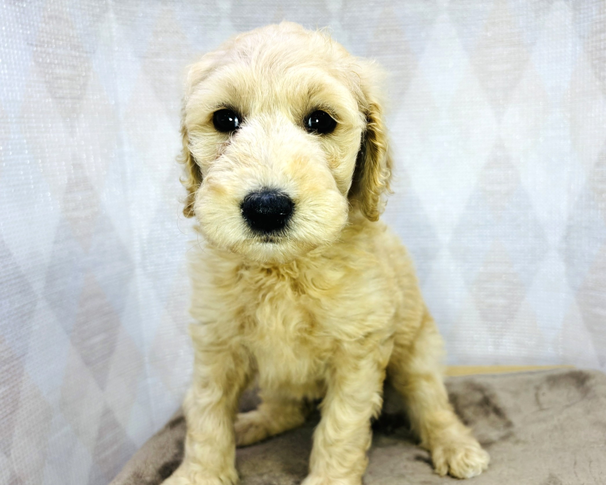 茨城県のハーフ犬・ミックス犬 (かねだいペットトライアル利根川/2025年8月29日生まれ/女の子/ゴールド)の子犬の1枚目の画像