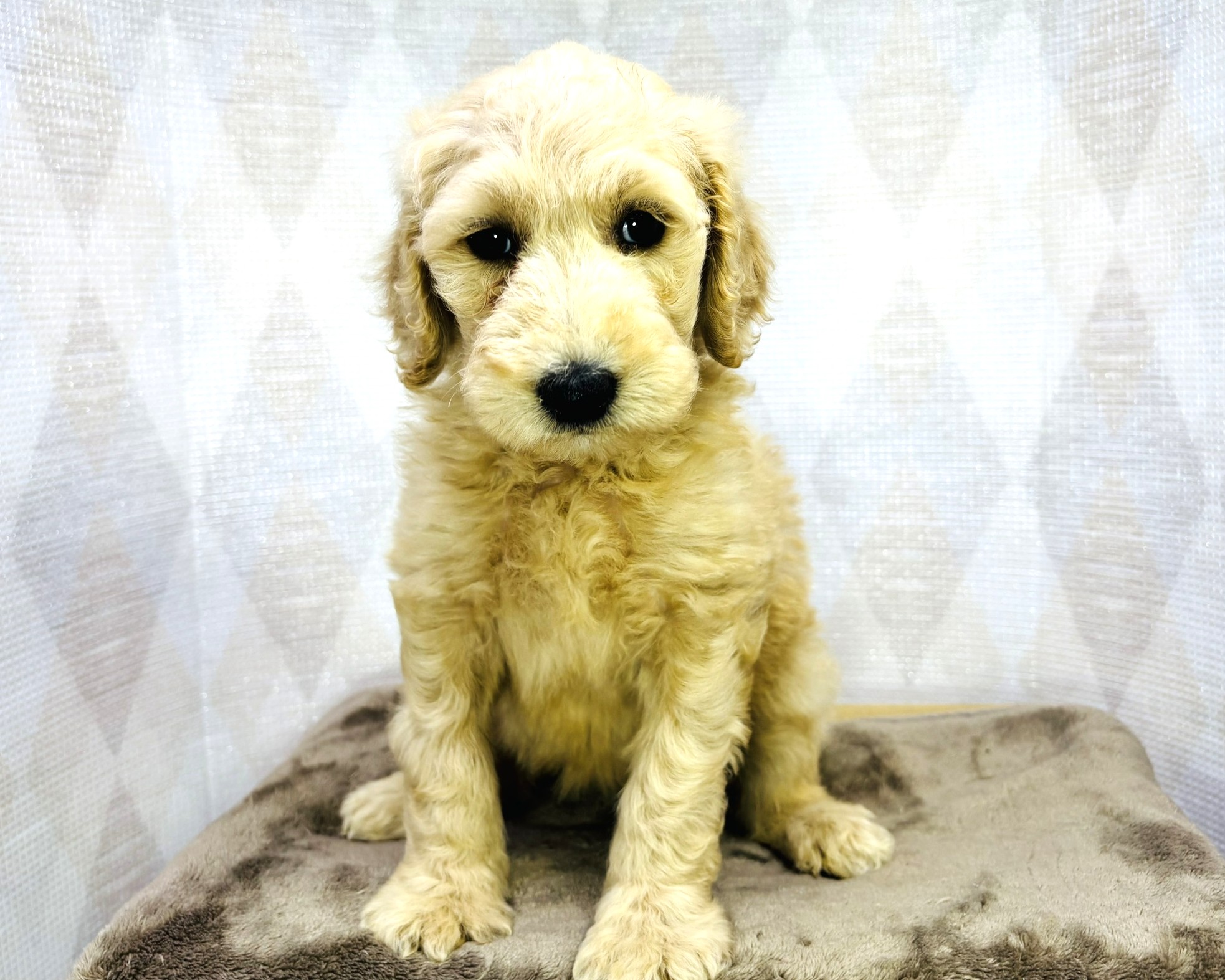 茨城県のハーフ犬・ミックス犬 (かねだいペットトライアル利根川/2025年8月29日生まれ/女の子/ゴールド)の子犬の2枚目の画像