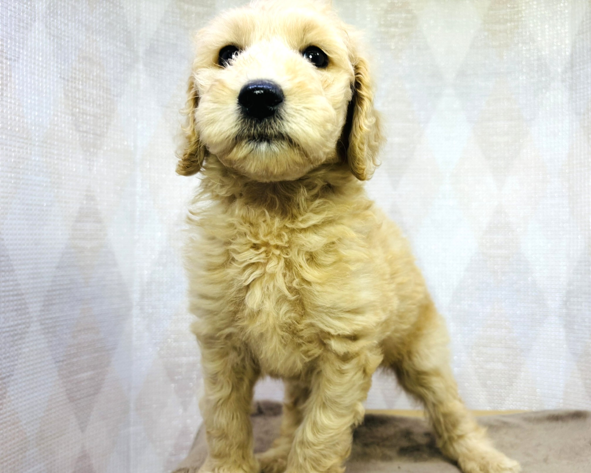 茨城県のハーフ犬・ミックス犬 (かねだいペットトライアル利根川/2025年8月29日生まれ/女の子/ゴールド)の子犬の3枚目の画像