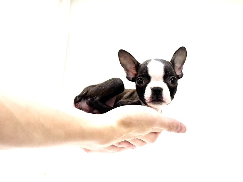 2025年8月18日生まれのボストンテリアの5枚目の写真