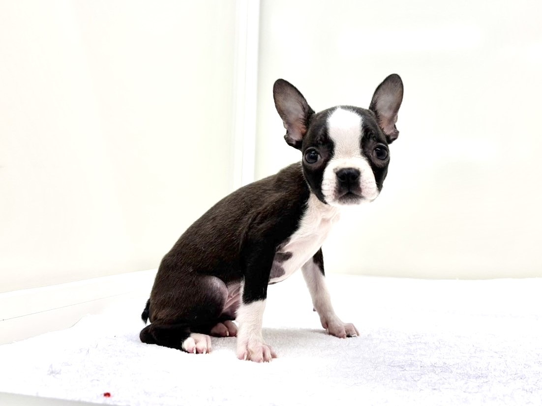2025年8月18日生まれのボストンテリアの6枚目の写真