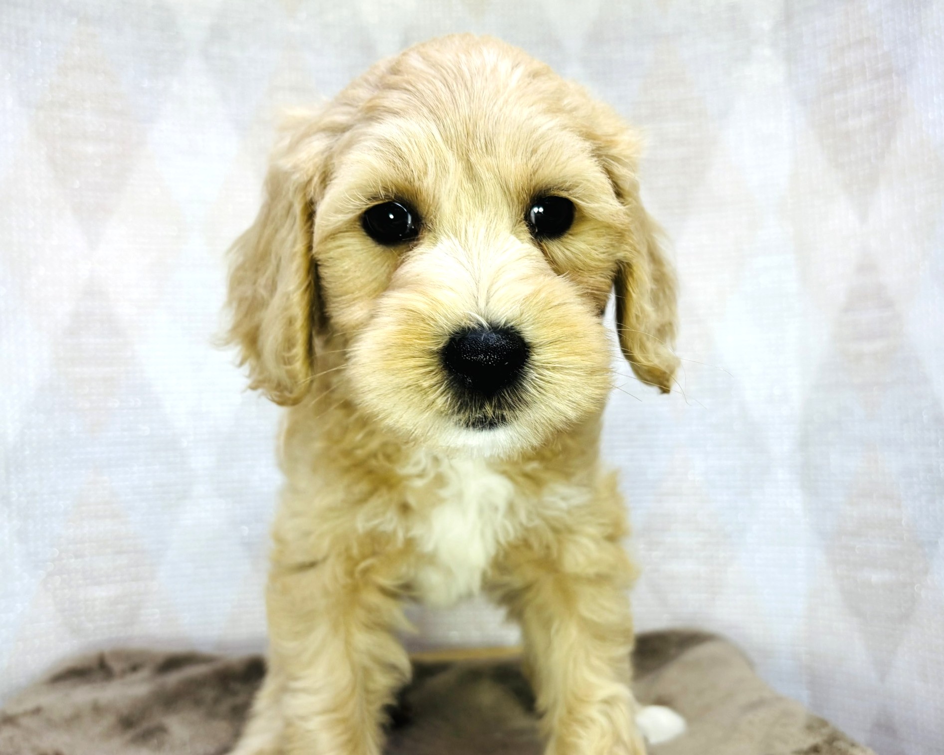 茨城県のハーフ犬・ミックス犬 (かねだいペットトライアル利根川/2025年8月29日生まれ/女の子/ゴールド)の子犬の1枚目の画像