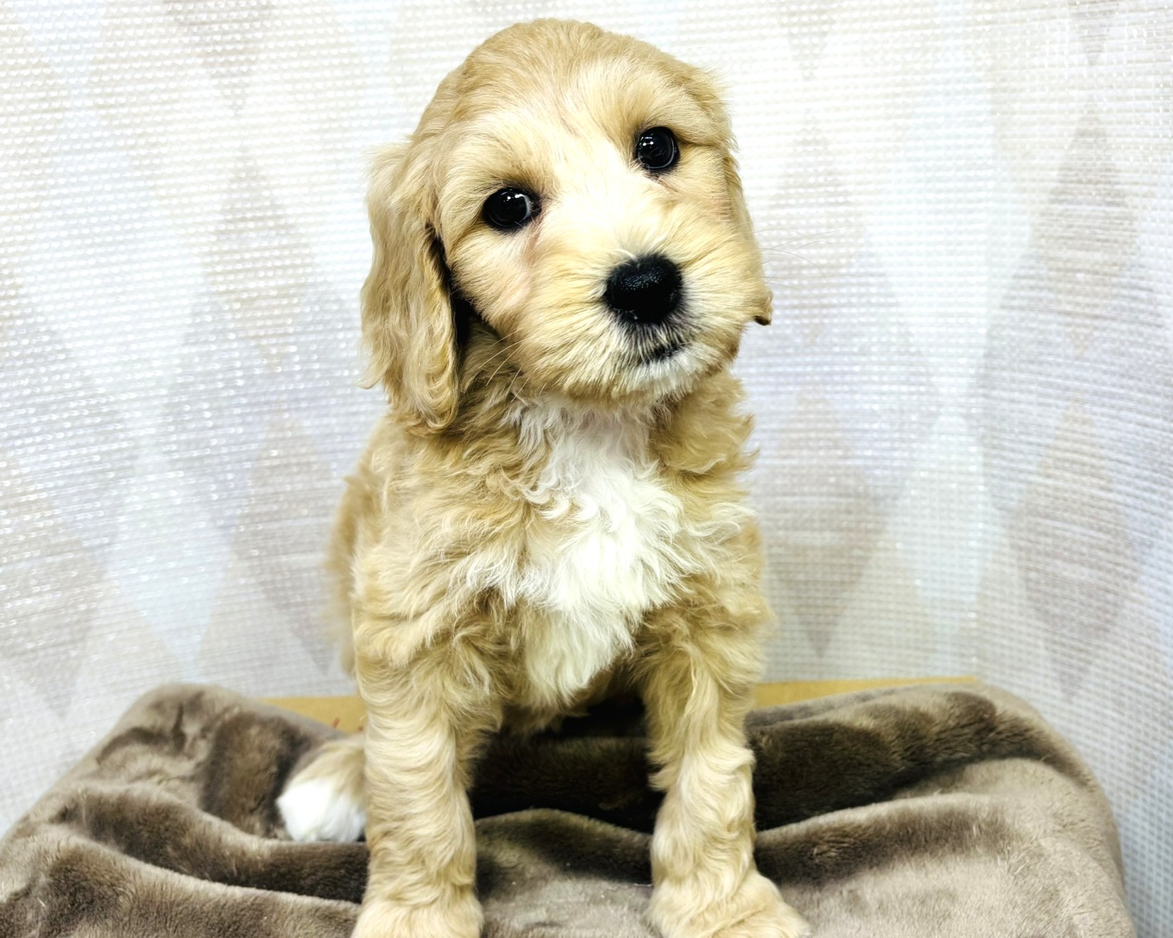 茨城県のハーフ犬・ミックス犬 (かねだいペットトライアル利根川/2025年8月29日生まれ/女の子/ゴールド)の子犬の2枚目の画像