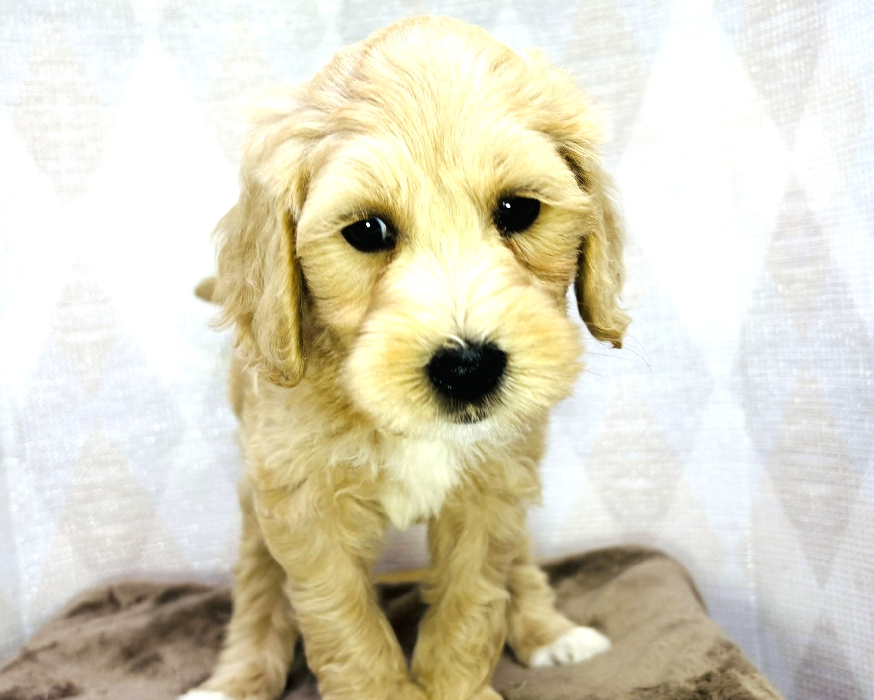 茨城県のハーフ犬・ミックス犬 (かねだいペットトライアル利根川/2025年8月29日生まれ/女の子/ゴールド)の子犬の3枚目の画像