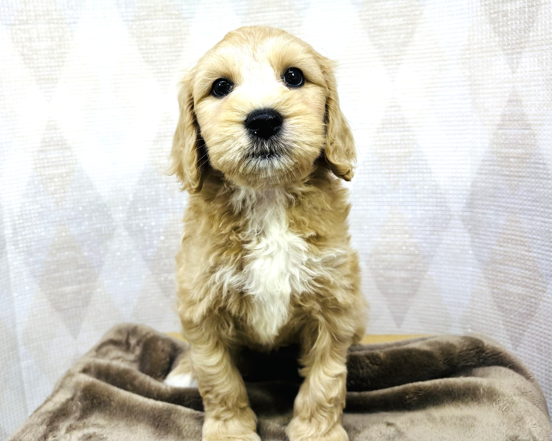 茨城県のハーフ犬・ミックス犬 (かねだいペットトライアル利根川/2025年8月29日生まれ/女の子/ゴールド)の子犬の4枚目の画像