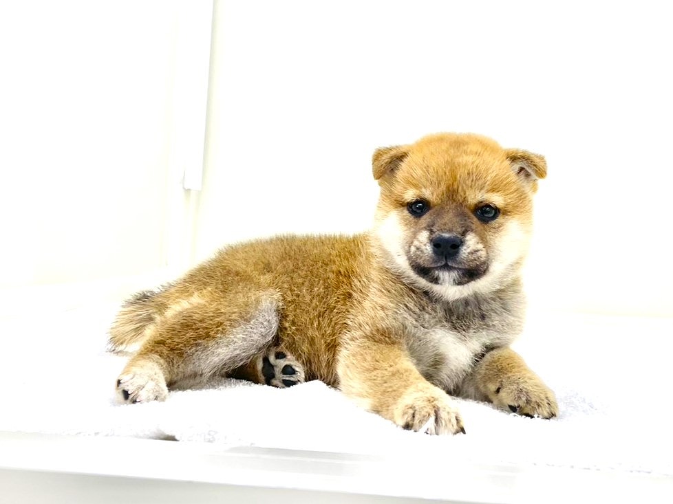 東京都の豆柴 (かねだい本町田店/2025年8月31日生まれ/男の子/赤)の子犬の1枚目の画像