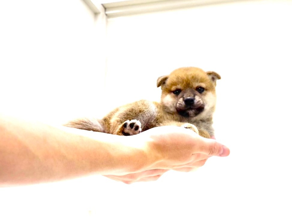 東京都の豆柴 (かねだい本町田店/2025年8月31日生まれ/男の子/赤)の子犬の3枚目の画像