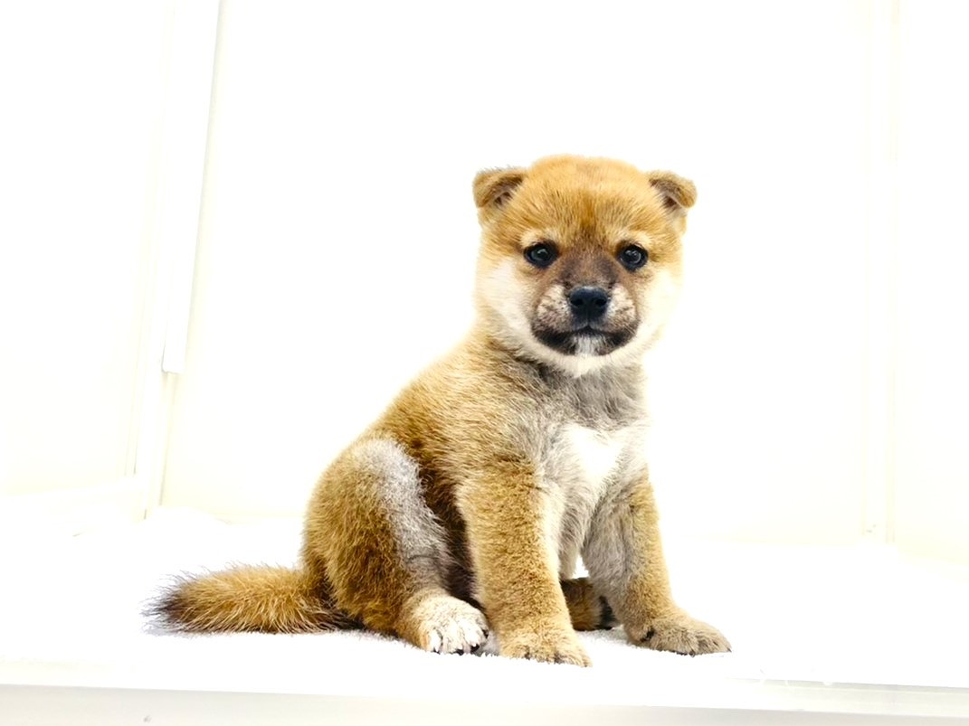 東京都の豆柴 (かねだい本町田店/2025年8月31日生まれ/男の子/赤)の子犬の4枚目の画像