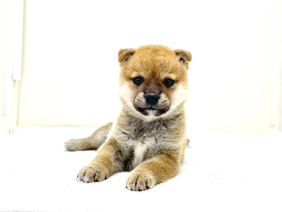 2025年8月31日生まれの豆柴の5枚目の写真