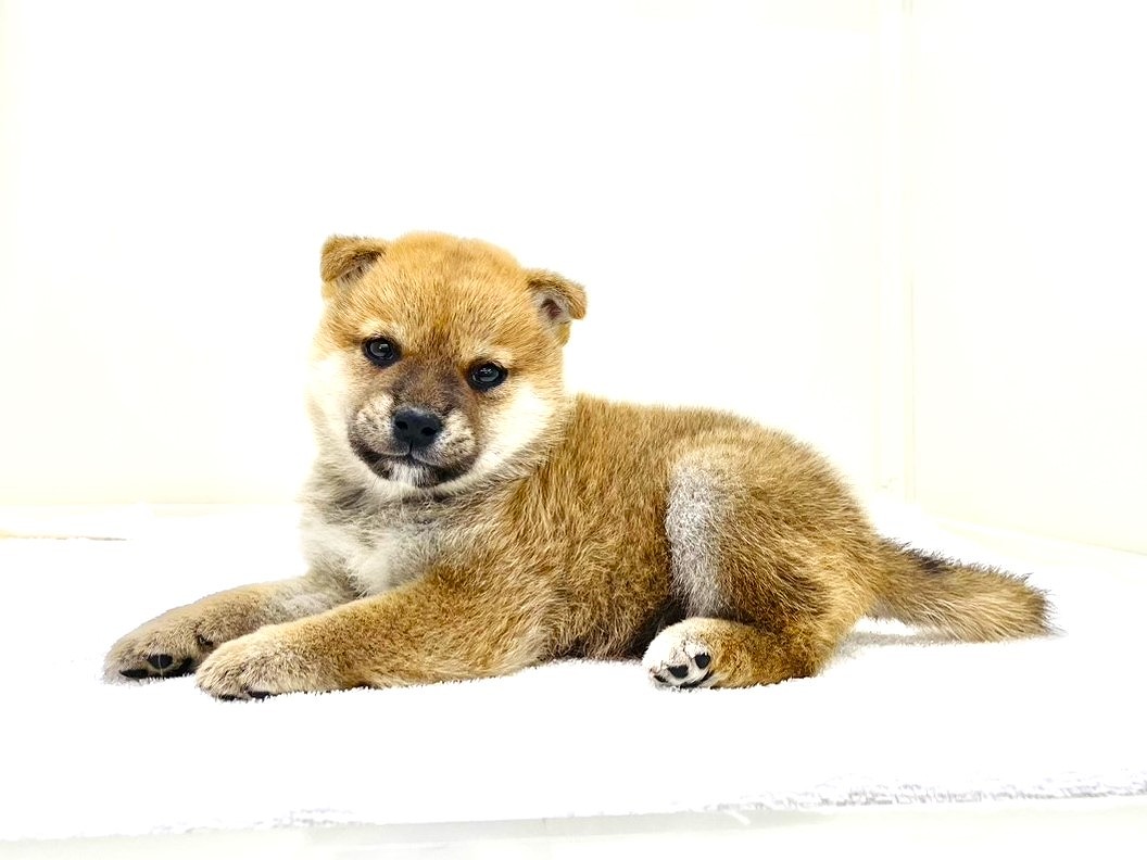 2025年8月31日生まれの豆柴の6枚目の写真