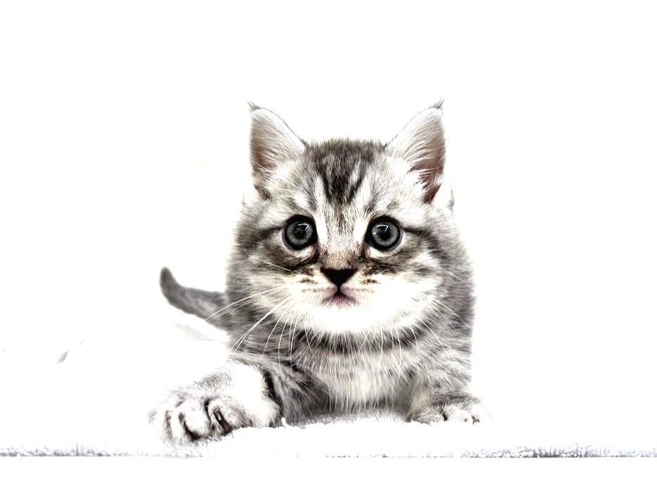 東京都のマンチカン (かねだい本町田店/2025年8月30日生まれ/男の子/ブルータビーホワイト)の子猫の1枚目の画像