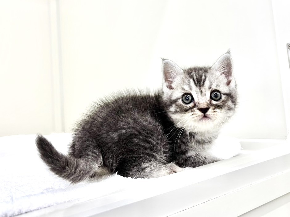 東京都のマンチカン (かねだい本町田店/2025年8月30日生まれ/男の子/ブルータビーホワイト)の子猫の2枚目の画像