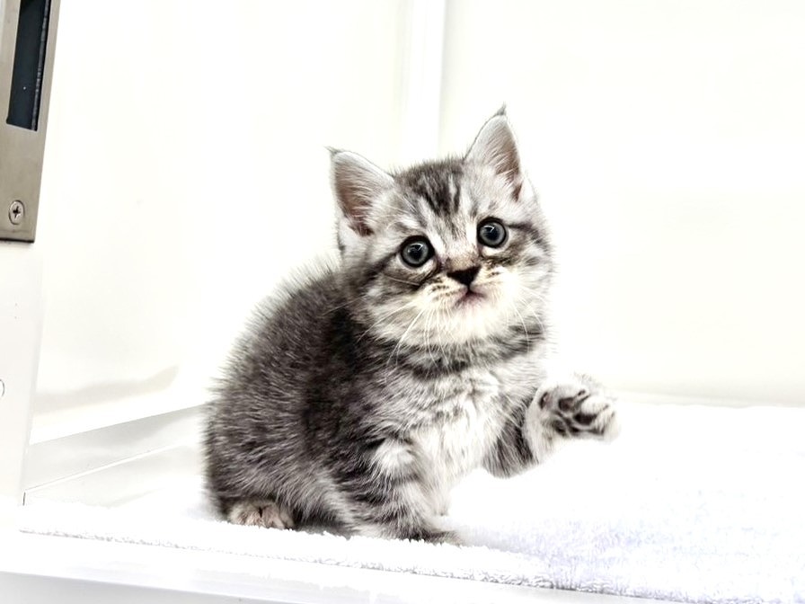 東京都のマンチカン (かねだい本町田店/2025年8月30日生まれ/男の子/ブルータビーホワイト)の子猫の3枚目の画像