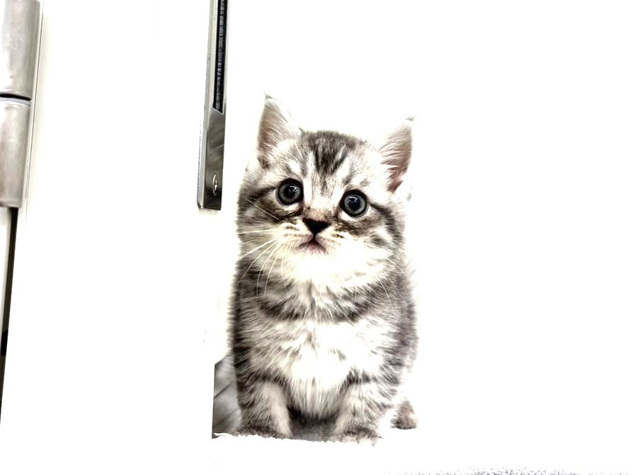 東京都のマンチカン (かねだい本町田店/2025年8月30日生まれ/男の子/ブルータビーホワイト)の子猫の4枚目の画像