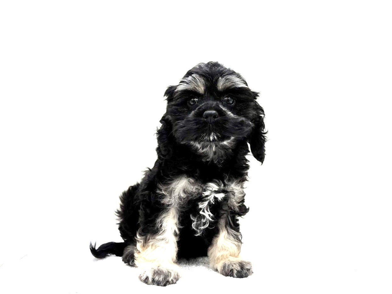 東京都のコッカプー(アメリカンコッカースパニエル×プードル) (かねだい本町田店/2025年8月26日生まれ/女の子/ブラックタン)の子犬の1枚目の画像