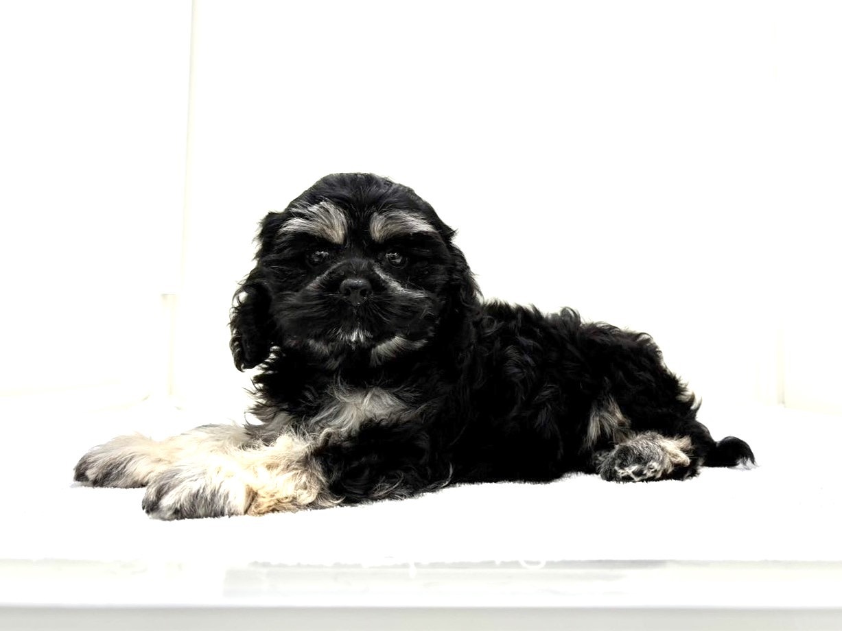 東京都のコッカプー(アメリカンコッカースパニエル×プードル) (かねだい本町田店/2025年8月26日生まれ/女の子/ブラックタン)の子犬の2枚目の画像