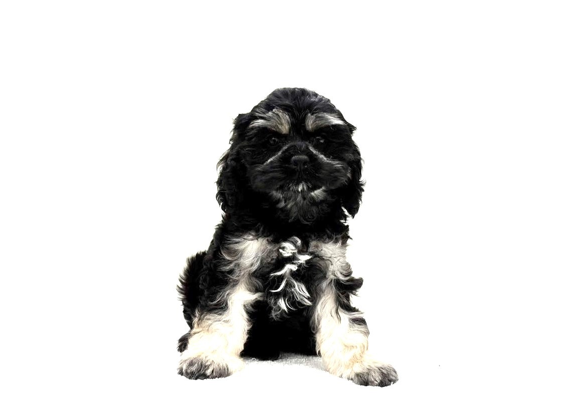 東京都のコッカプー(アメリカンコッカースパニエル×プードル) (かねだい本町田店/2025年8月26日生まれ/女の子/ブラックタン)の子犬の3枚目の画像