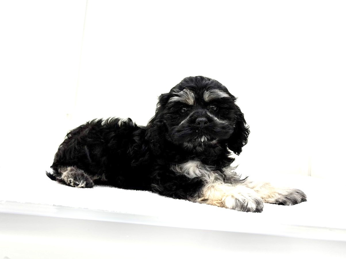 東京都のコッカプー(アメリカンコッカースパニエル×プードル) (かねだい本町田店/2025年8月26日生まれ/女の子/ブラックタン)の子犬の4枚目の画像