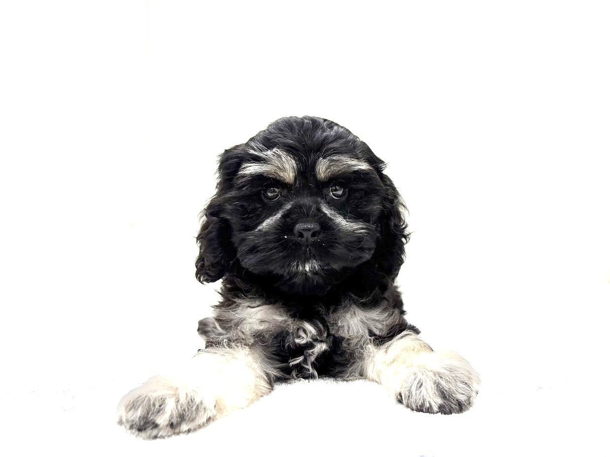 2025年8月26日生まれのコッカプー(アメリカンコッカースパニエル×プードル)の6枚目の写真