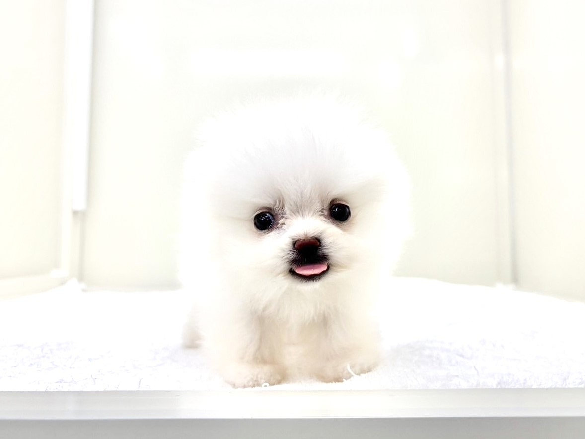 東京都のポメマル/マルポメ(ポメラニアン×マルチーズ) (かねだい本町田店/2025年8月30日生まれ/男の子/ホワイト)の子犬の1枚目の画像