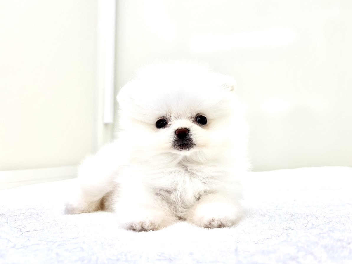 東京都のポメマル/マルポメ(ポメラニアン×マルチーズ) (かねだい本町田店/2025年8月30日生まれ/男の子/ホワイト)の子犬の2枚目の画像