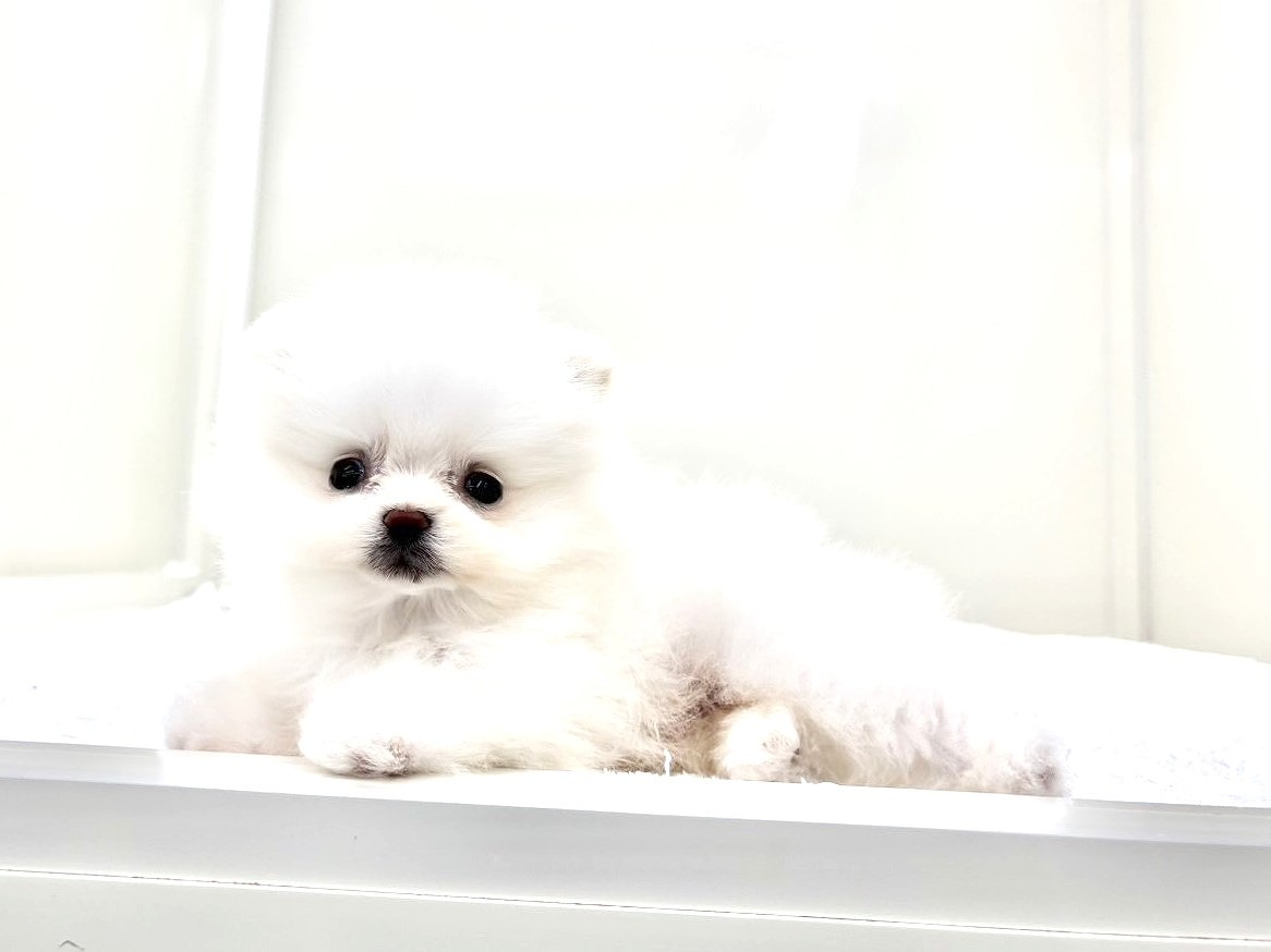 東京都のポメマル/マルポメ(ポメラニアン×マルチーズ) (かねだい本町田店/2025年8月30日生まれ/男の子/ホワイト)の子犬の3枚目の画像