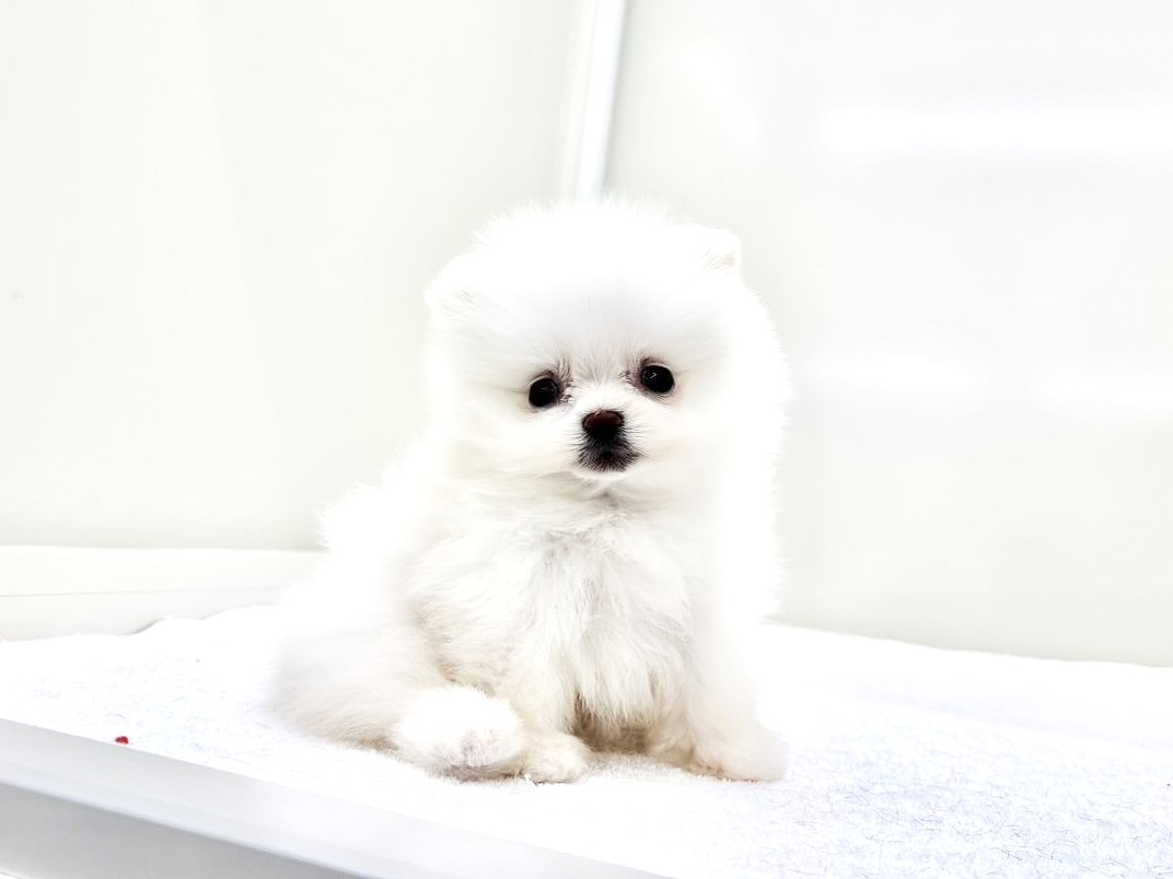 東京都のポメマル/マルポメ(ポメラニアン×マルチーズ) (かねだい本町田店/2025年8月30日生まれ/男の子/ホワイト)の子犬の4枚目の画像