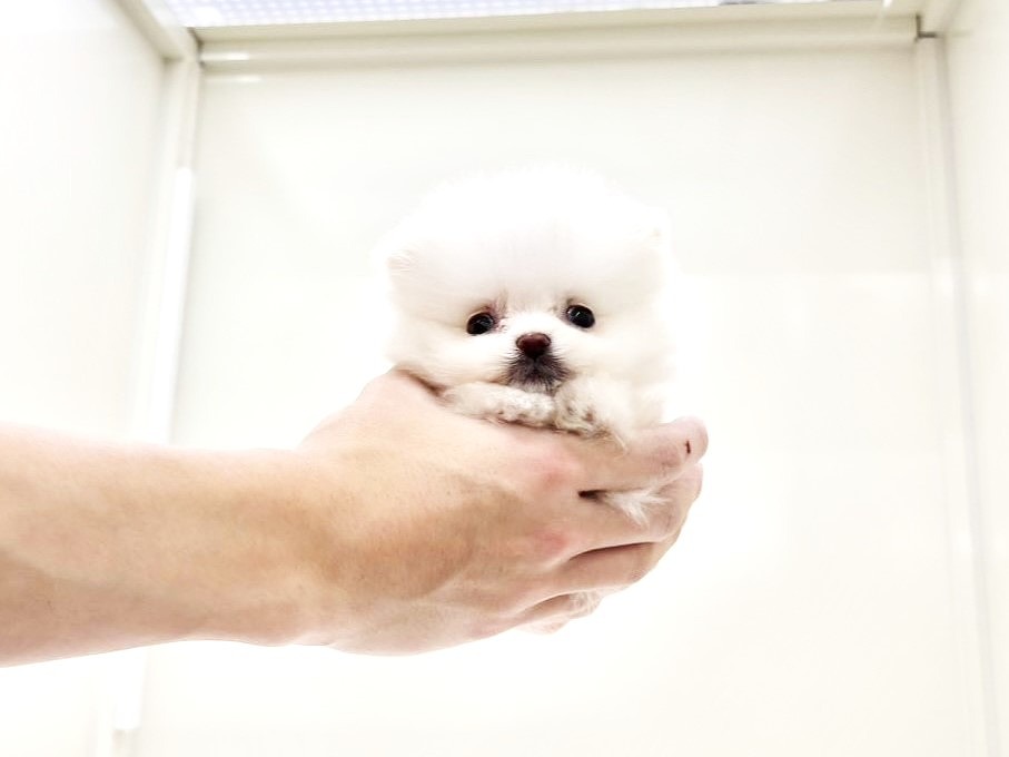 2025年8月30日生まれのポメマル/マルポメ(ポメラニアン×マルチーズ)の5枚目の写真