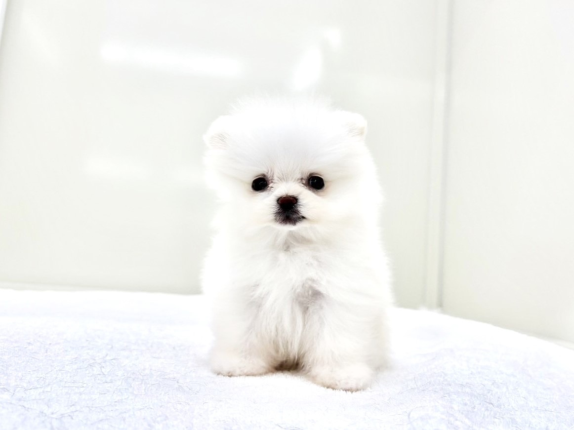 2025年8月30日生まれのポメマル/マルポメ(ポメラニアン×マルチーズ)の6枚目の写真