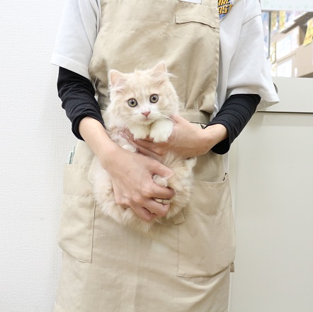 神奈川県のミヌエット (かねだい伊勢原店/2025年8月15日生まれ/男の子/クリームタビーホワイト)の子猫