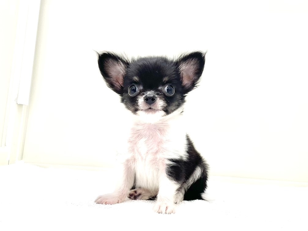 東京都のチワワ(ロング) (かねだい本町田店/2025年8月15日生まれ/男の子/ブラックタンホワイト)の子犬の1枚目の画像